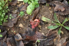 Rhubarbe
