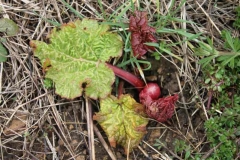 Rhubarbe