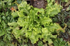 Salade résistante au froid