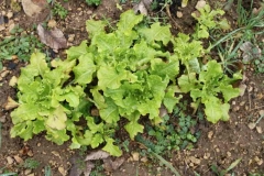 Salade résistante au froid