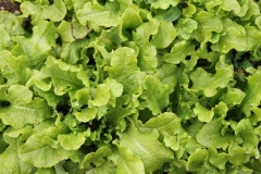 Salade résistante au froid