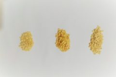 Graines de mini poivrons
