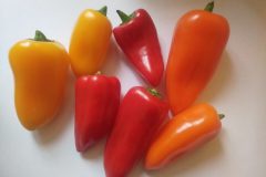 Mini-poivron-2