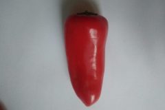 Mini-poivron-4