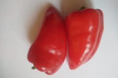 Mini-poivron-6