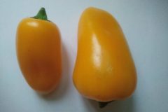Mini-poivron-7