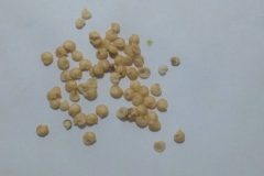 Graines-Poivron-Amarelo-Dasti