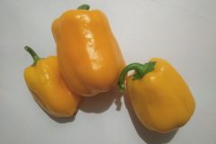 Poivron-Amarelo-Dasti-3