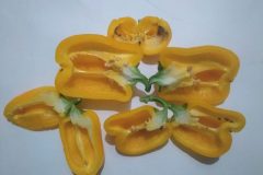 Poivron-Amarelo-Dasti-5