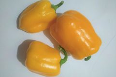 Poivron-Amarelo-Dasti