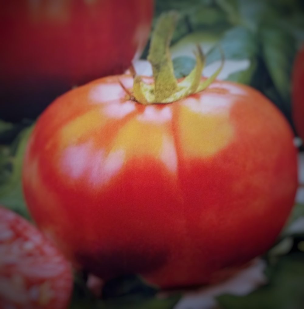 Graines De Tomate 'Muchamiel' - 25 Graines Naturelles Du Portugal Pour Jardinage
